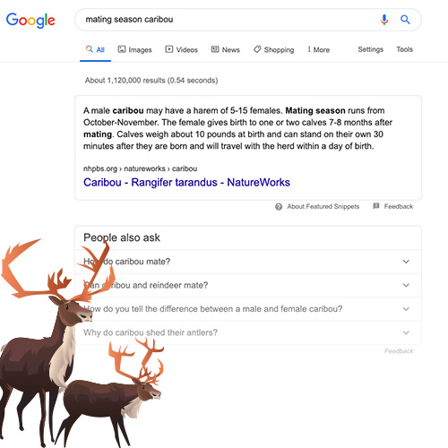 Screenshot of Google results for Caribou Mating Season